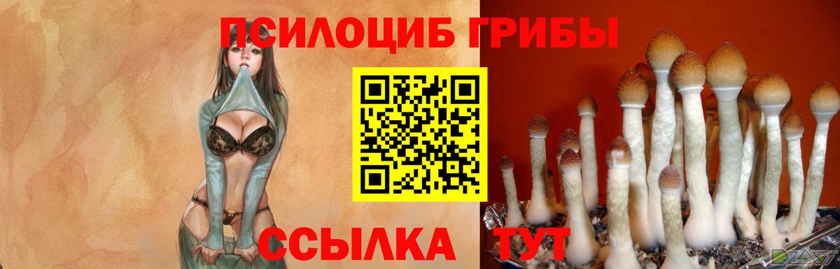 Псилоцибиновые грибы Cubensis  Владикавказ 